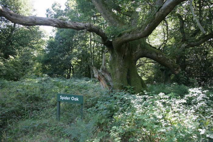 spider oak occurrity