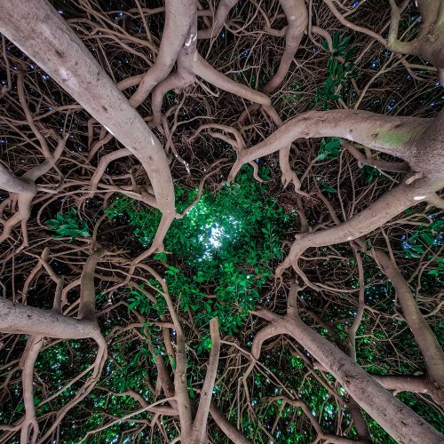 pexels-salah-özil-10919385