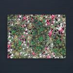 buckstars canvas print alan rayner occurrity