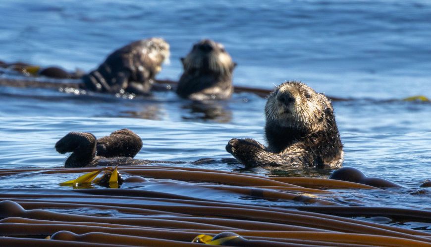 Otters Playing in the Water