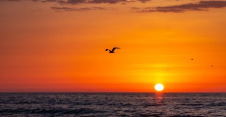 Photo of a seagull flying over the ocean with the setting sun creating an orange sky